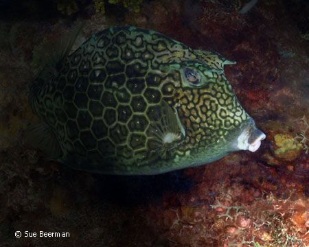 Cow Fish with spotlight effect added during editing process by Susan Beerman 