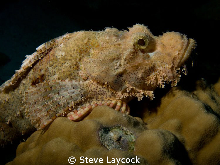 Bearded scorpion fish by Steve Laycock 