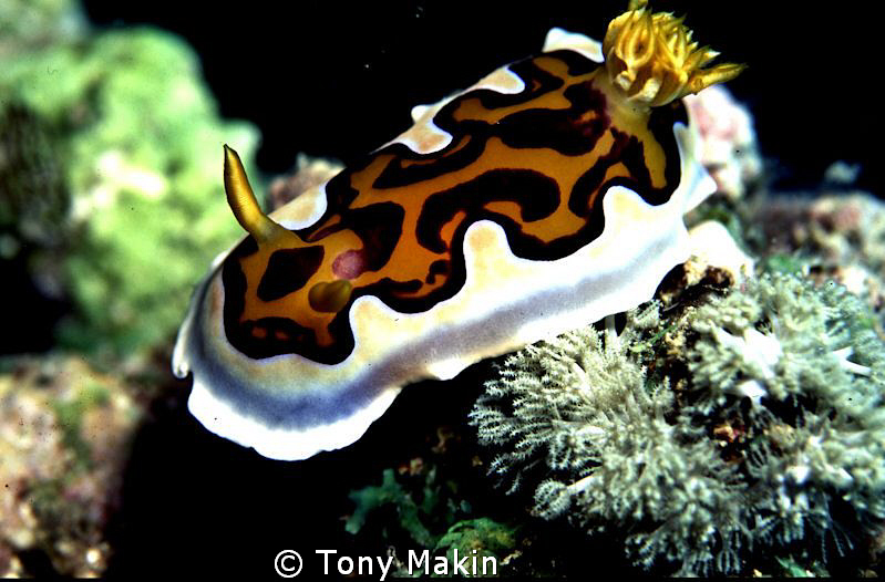 Nudibranch Pemba by Tony Makin 