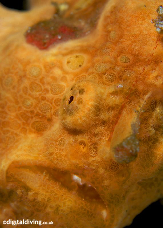 Orange Delight (Antennarius pictus) Painted Frogfish by David Henshaw 