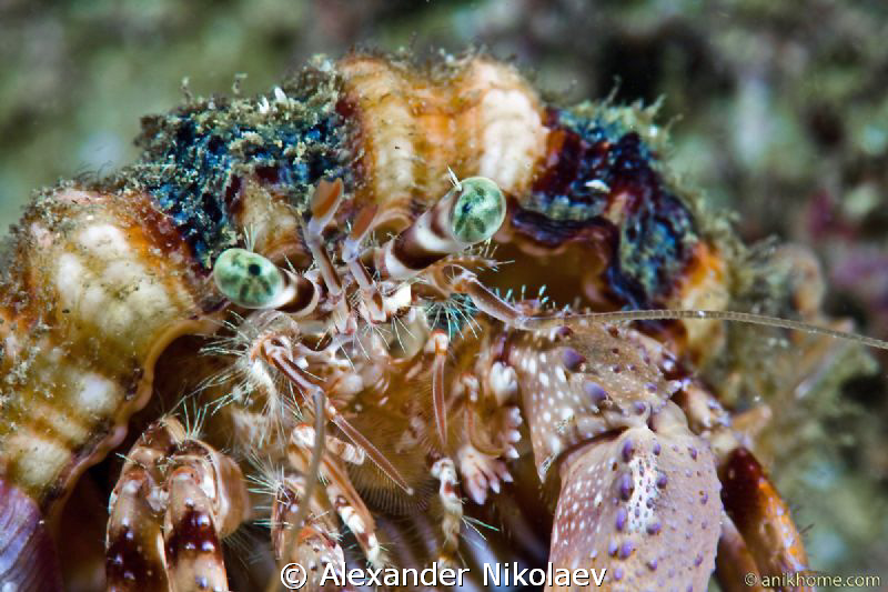 Hermit crab. Photo taken with Canon 40D, 100mm macro and ... by Alexander Nikolaev 