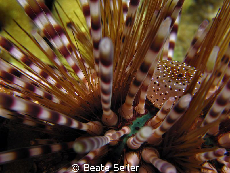 Sea Urgin , taken at Wakatobi with Canon S70 and UCL165 by Beate Seiler 