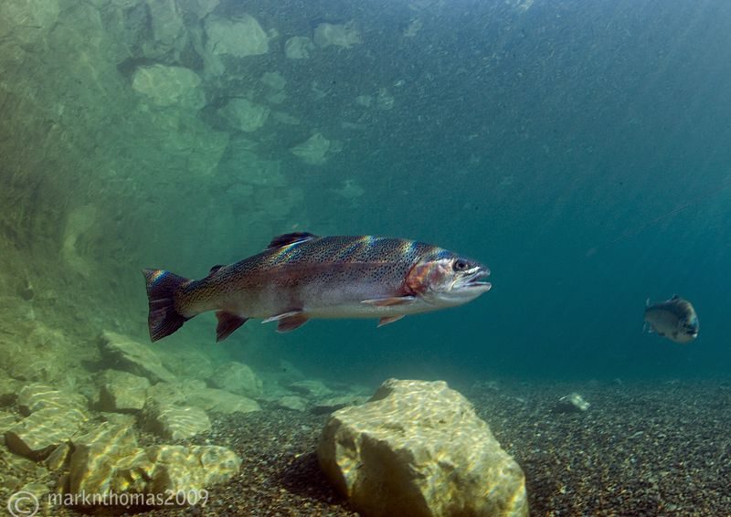 Rainbow trout.
D3 15mm 1.4T/C. by Mark Thomas 