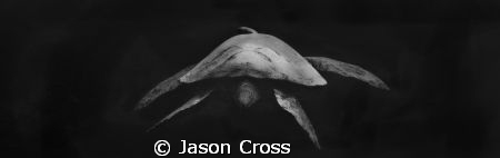 Black and White Honu by Jason Cross 