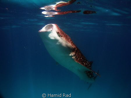 Whale shark feeding - North Aril atoll, Maldives. Canon G... by Hamid Rad 