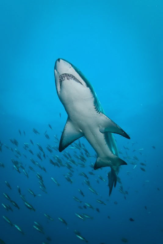 Grey Nurse Shark.  West Patch Rottnest Island.  Canon 20D... by Mick Tait 
