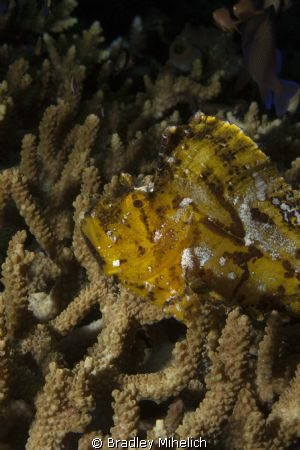 Leaf Scorpion fish in Bali.  Shot with a cannon 450d by Bradley Mihelich 