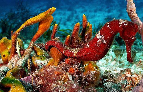 This image of a Orange Seahorse was taken during a dive o... by Steven Anderson 