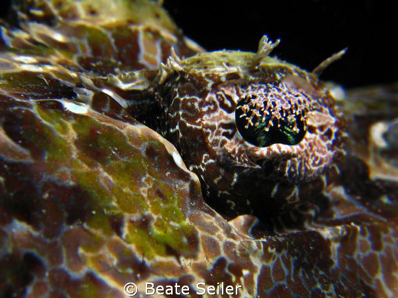 The eye of a crocodile fish, taken at Wakatobi with Canao... by Beate Seiler 