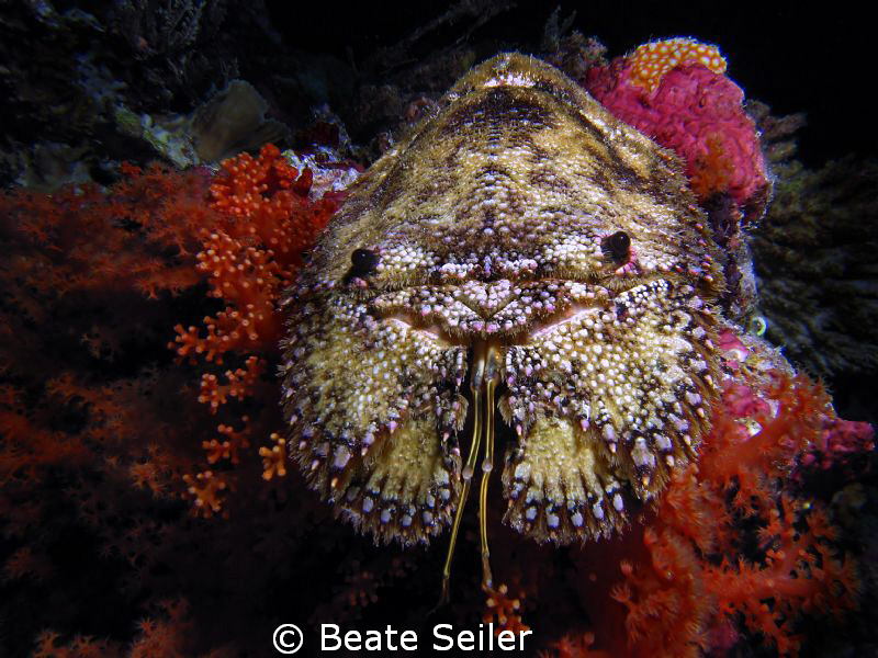 Slipper lobster taken on a night dive at Wakatobi , with ... by Beate Seiler 