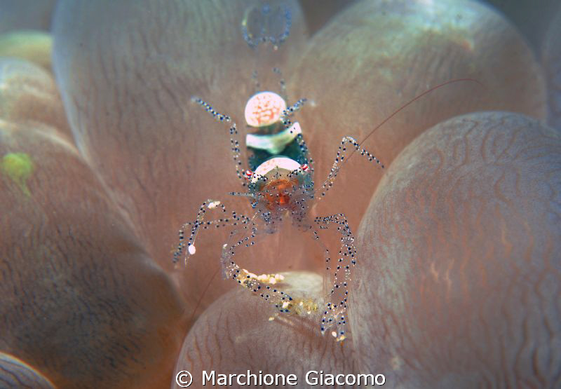 Soft coral shrimp
Komodo 2009
Nikon D200, 60 micro,twin... by Marchione Giacomo 