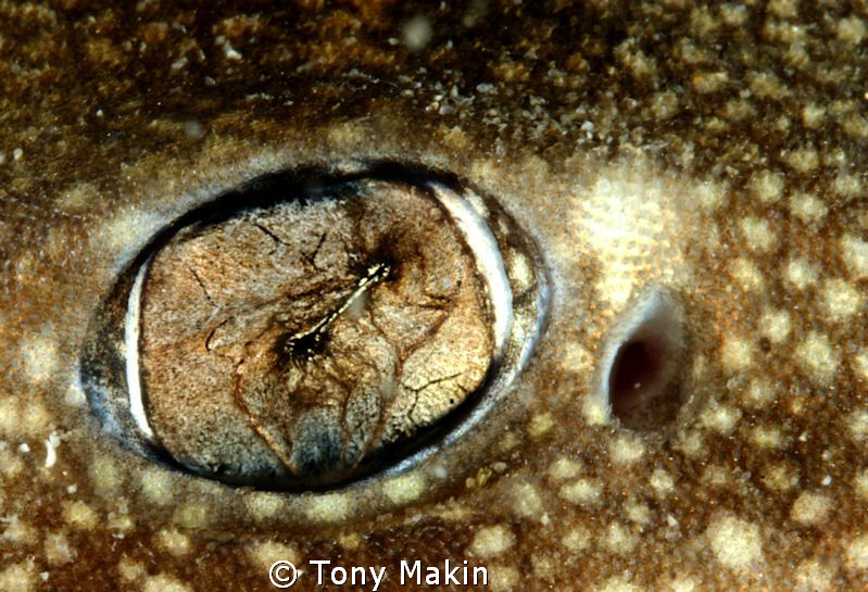 Puffadder shy shark eye by Tony Makin 