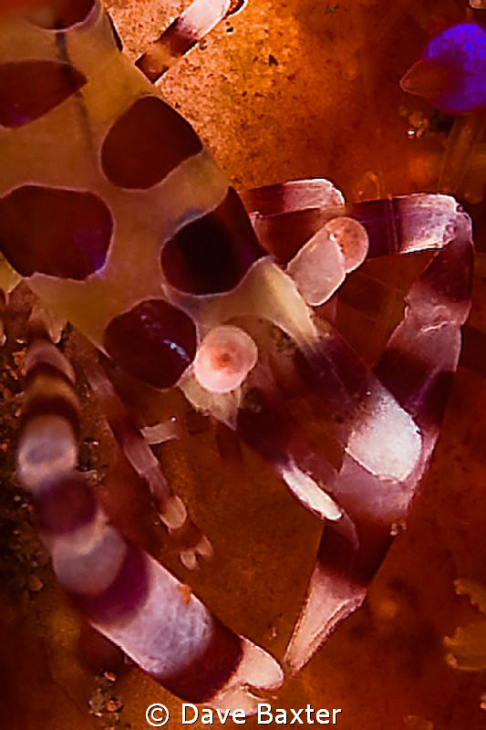 coleman shrimp on host urchin by Dave Baxter 