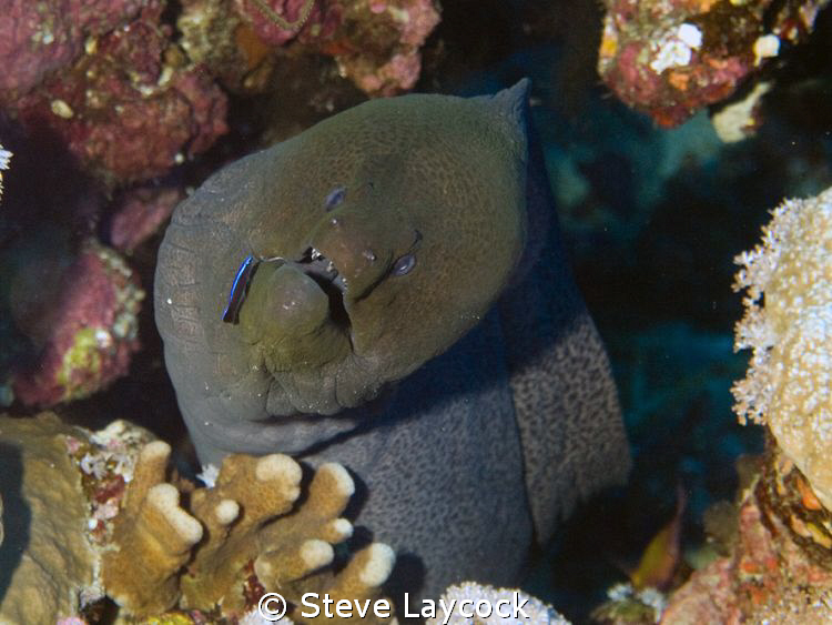 Moray eel by Steve Laycock 