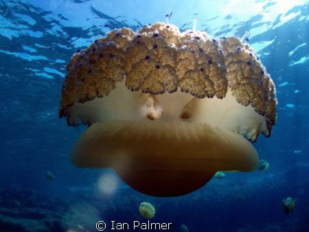 Fried Egg Jellyfish. Taken with an Olympus mju700 by Ian Palmer 