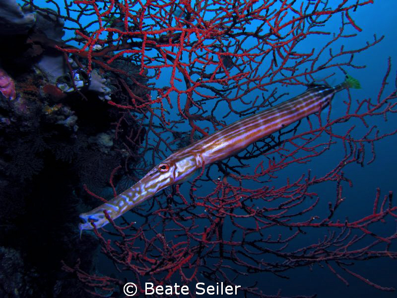 Trumpet fish , taken at Wakatobi with Canon S70 by Beate Seiler 