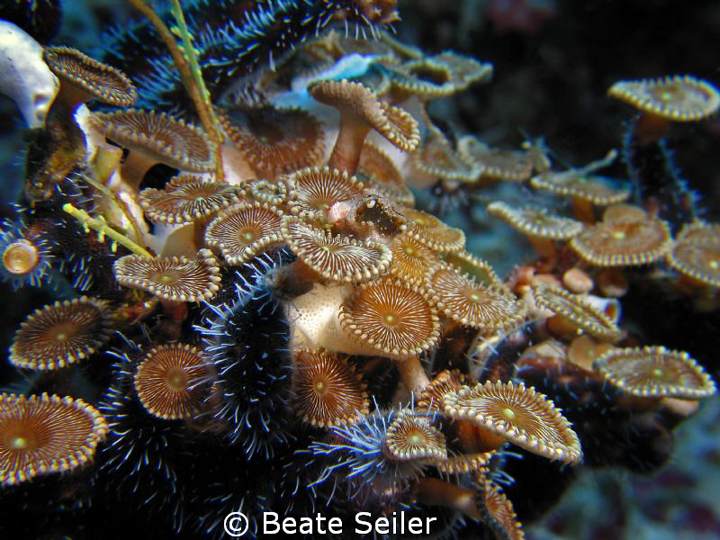 some kind of coral ? taken at Wakatobi with Canon S70 by Beate Seiler 