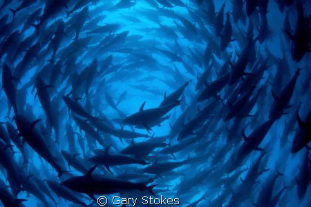 1000 Blue Fin Tuna..... by Gary Stokes 