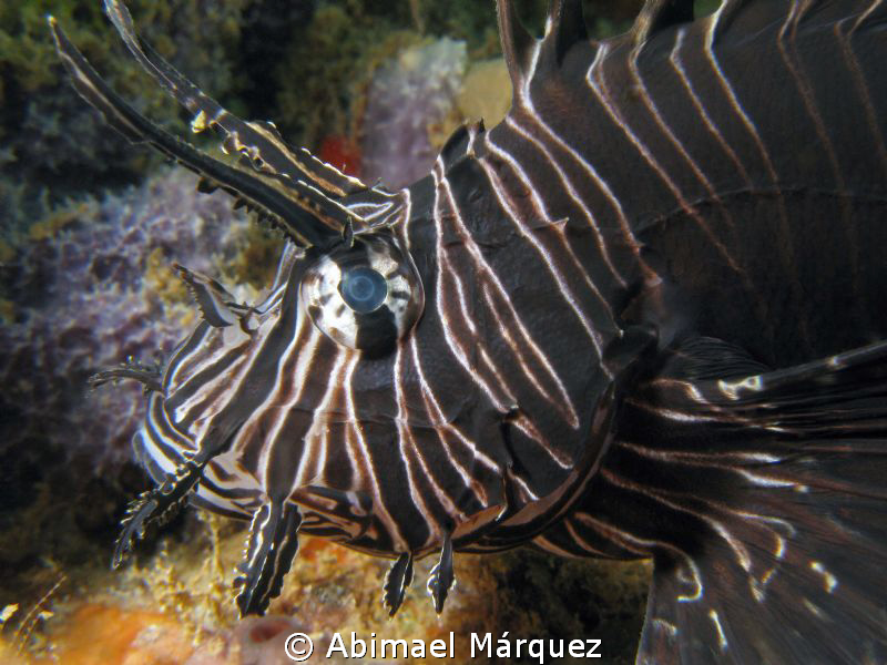Lionfish, the fight for the underwater kingdom in Puerto ... by Abimael Márquez 