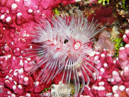 Pink on Pink.
lovely tube worms, we've always called the... by Jean Wood 