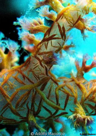 Deep Purple.
Soft Coral close-up
Sharm el Sheikh by Adolfo Maciocco 