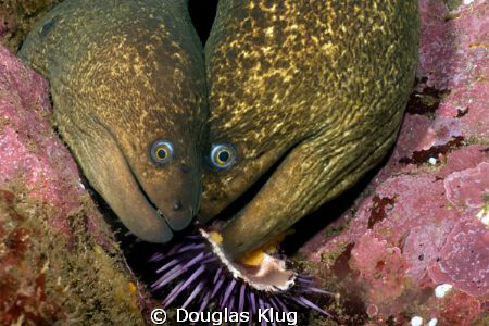 Greedy? Two California Moray Eels square off over a bit o... by Douglas Klug 