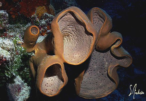 Sponges of every kind and shape can be found when diving ... by Steven Anderson 