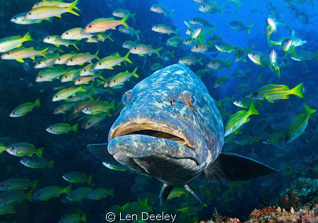Potato Grouper accompanying a shoal of snappers and goatf... by Len Deeley 