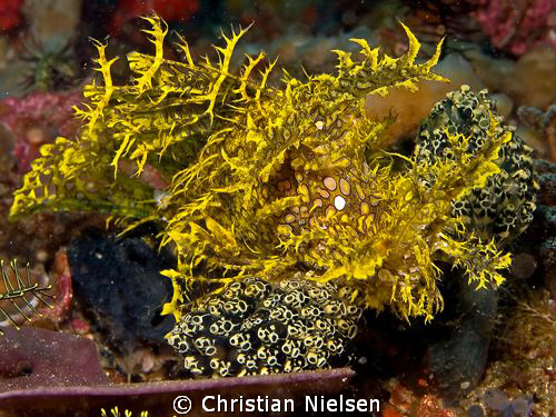 Yellow Rhinopias shot on the fantastic Cannibal Rock in K... by Christian Nielsen 