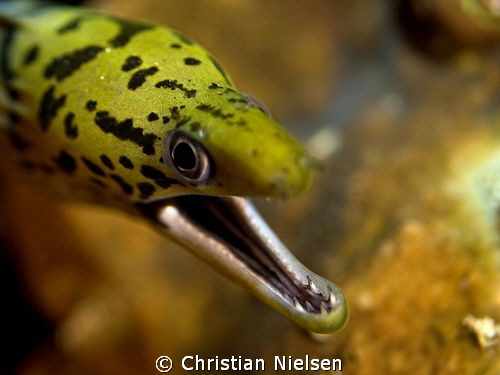 Spotface Moray Eel.
1. dive of the trip. Flashsystem did... by Christian Nielsen 