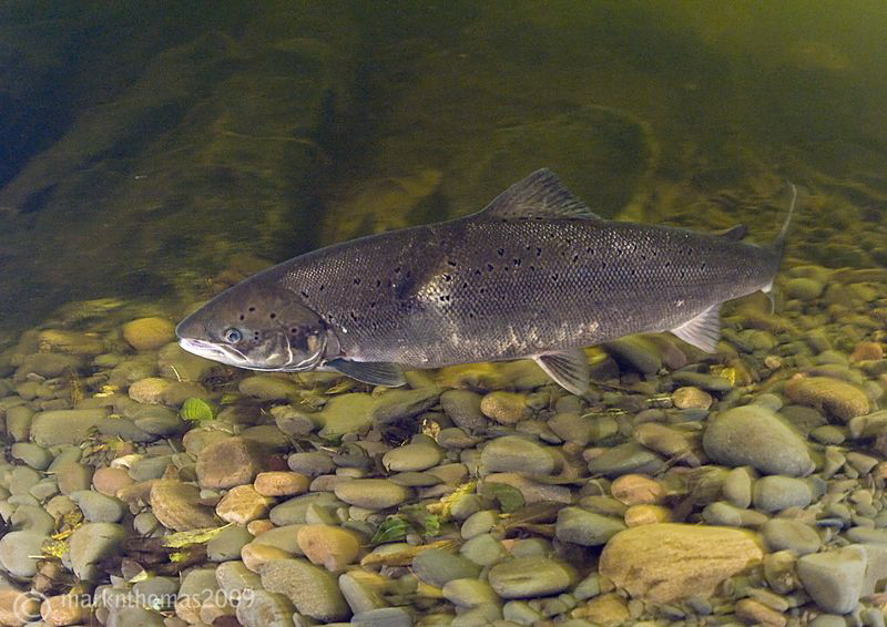 An Atlantic salmon in River Lune, Cumbria, last weekend.
... by Mark Thomas 