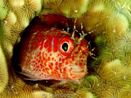 Fringed blenny by Sean Cooper 