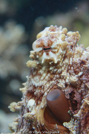 Red sea octopus face by Vitaly Vinogradov 
