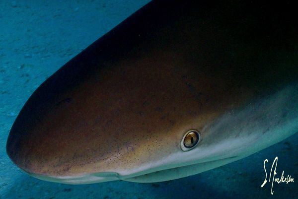 This Caribbean Reef shark wanted a little closer look. Th... by Steven Anderson 