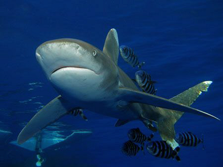 Oceanic Whitetip shark taken at Elphinstone this week. Ca... by James Dawson 