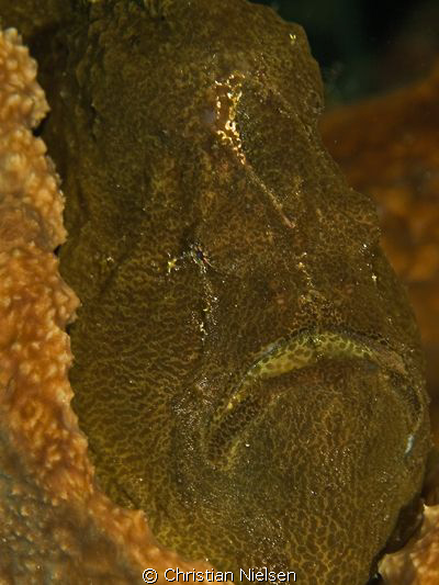 Shrek
Lovely giant frogfish on the North side of Nusa Pe... by Christian Nielsen 