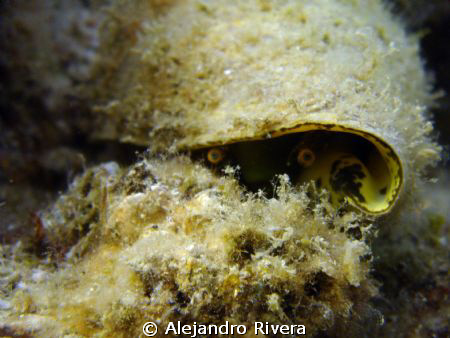 Snail taking a peek. by Alejandro Rivera 