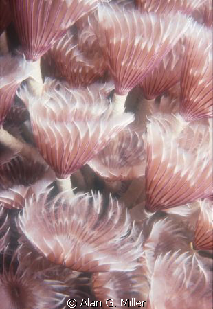 Featherduster worms, shot on Kodachrome 64 with a Nikonos... by Alan G. Miller 