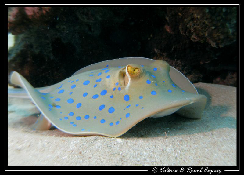 Blue spotted stingray taken with a Canon G9 in Sharm el S... by Raoul Caprez 