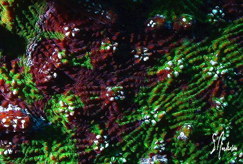This image is Knobby Coral, the color and texture were in... by Steven Anderson 