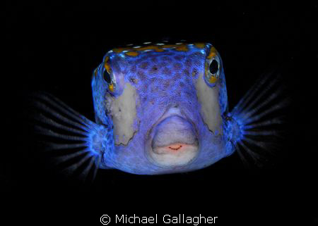 Boxfish portrait on a night dive at Cocos Island, Costa Rica by Michael Gallagher 