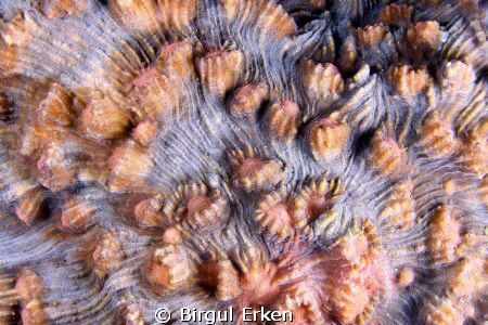 Coral detail by Birgul Erken 