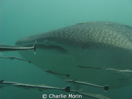 A fantastic whale shark around Kho Phi Phi. Best dive eve... by Charlie Morin 