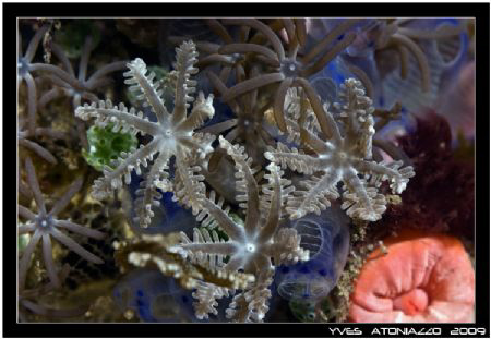 Flowers of the sea     Fuji S5 pro/105 VR + UCL by Yves Antoniazzo 