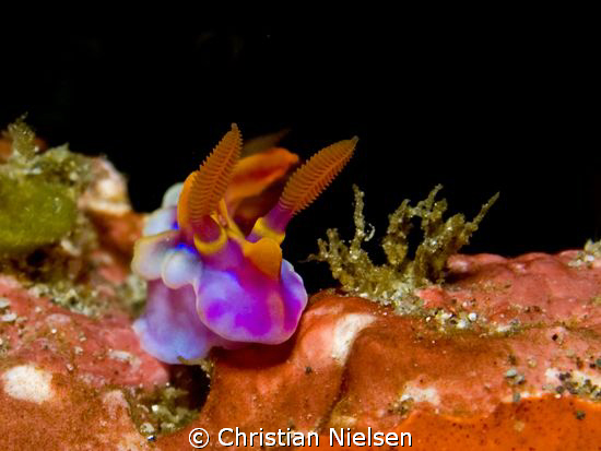 Tiny colourful Nudibranch found in Horseshoe Bay, Rinca.
... by Christian Nielsen 
