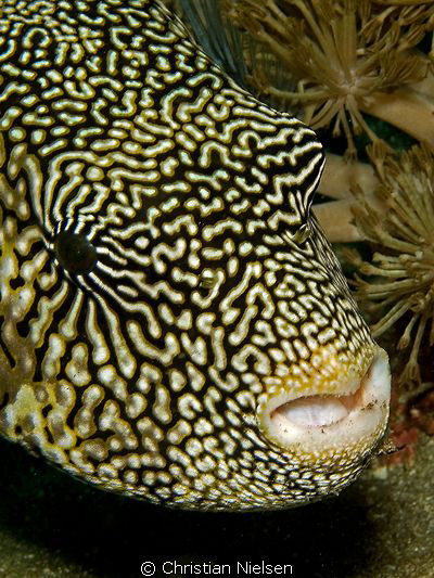 I like the fantastic pattern  on the Puffer Fish. Art in ... by Christian Nielsen 