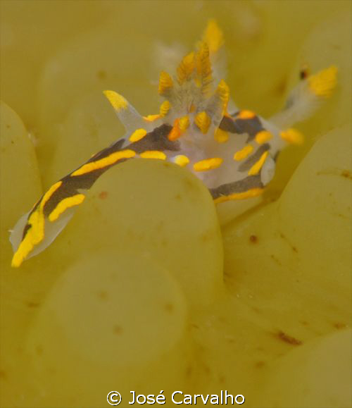 Nudibranch on kelp by José Carvalho 