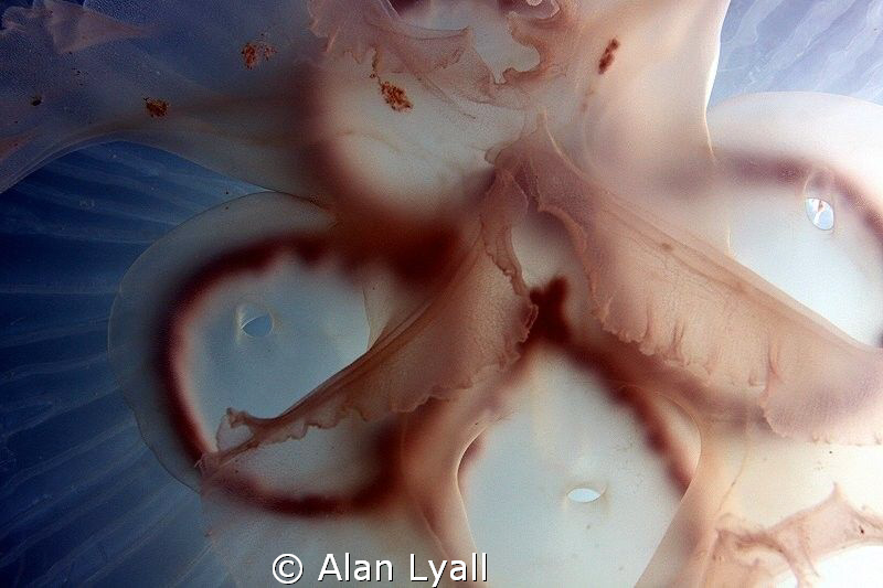 Moon jelly central portion detail - full frame by Alan Lyall 