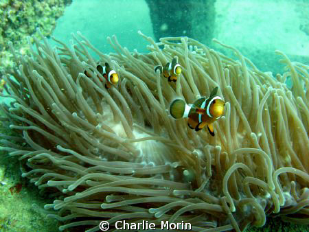 A playful school of clown fish in Phi Ley. A lot of fun! by Charlie Morin 