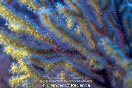 Fantasmagoric colors of bicolors Gorgonian (paramuricea c... by Francesco Pacienza 